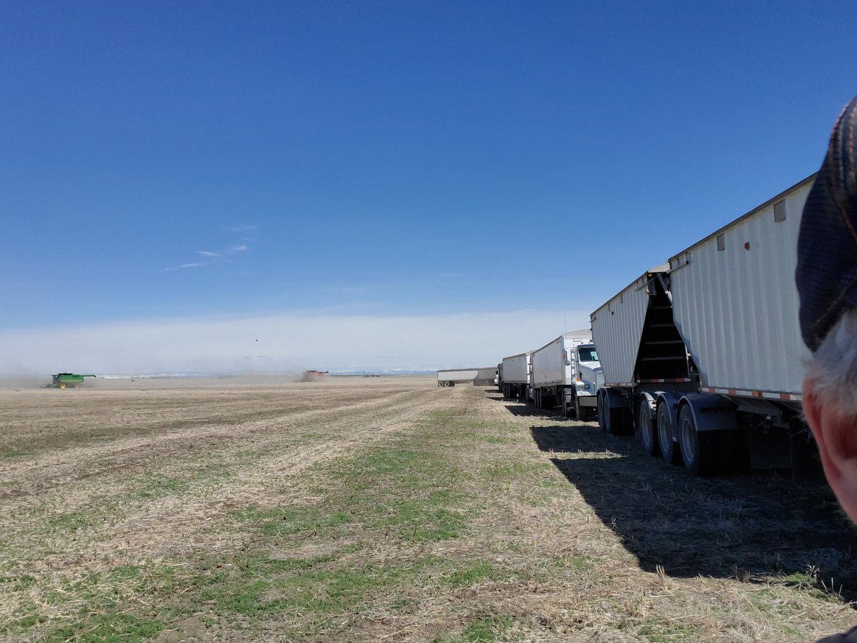 Combining the neighbor's Canola May 16 a first for me doing a 1/4 every 2.5 hrs thanks to Dennis Benci for organizing