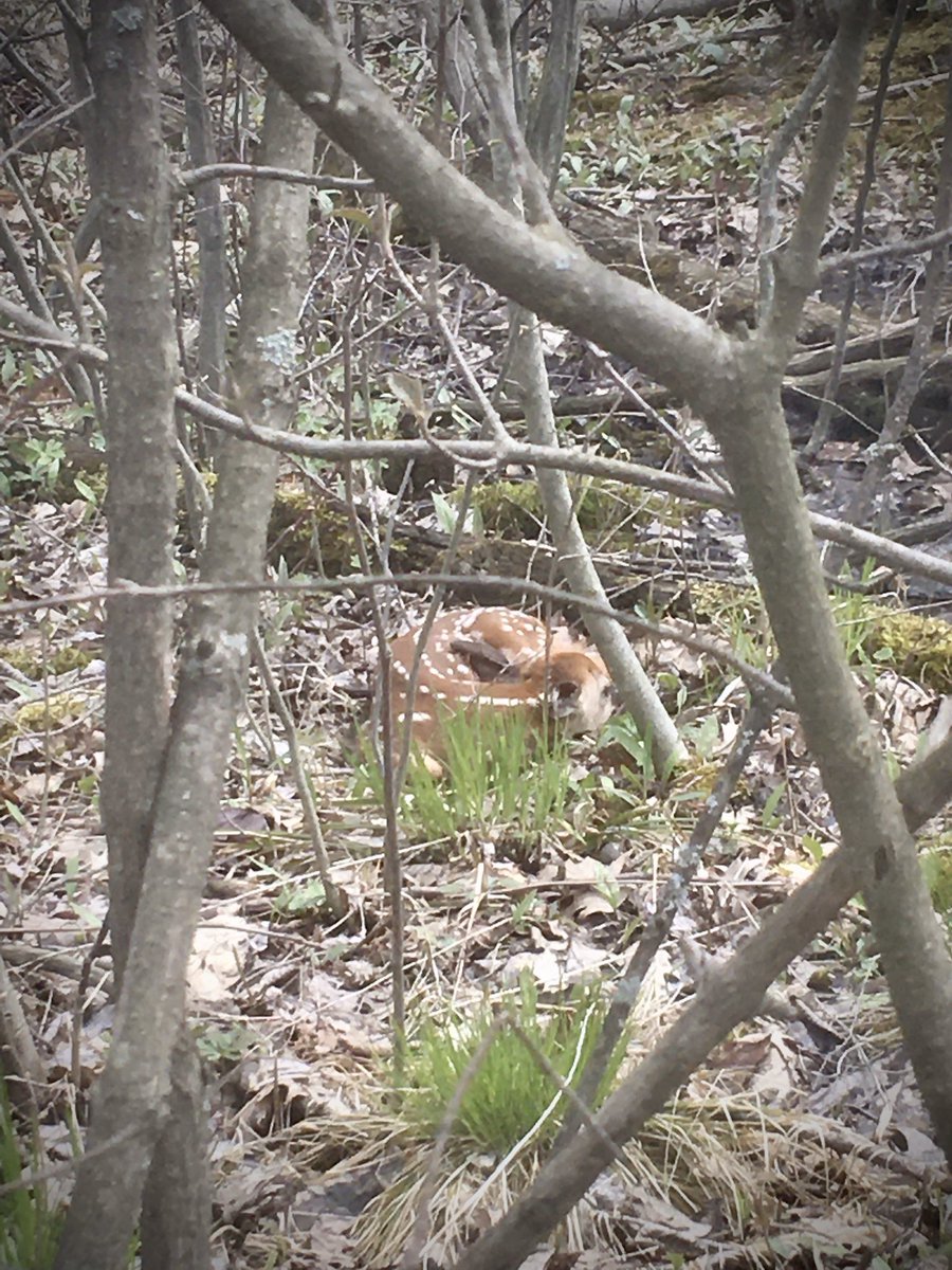 senecasolflx's tweet photo. A fawn along the trail. #fawn #flxnationalforest #wildlifephotography https://t.co/ybvEvbuE06