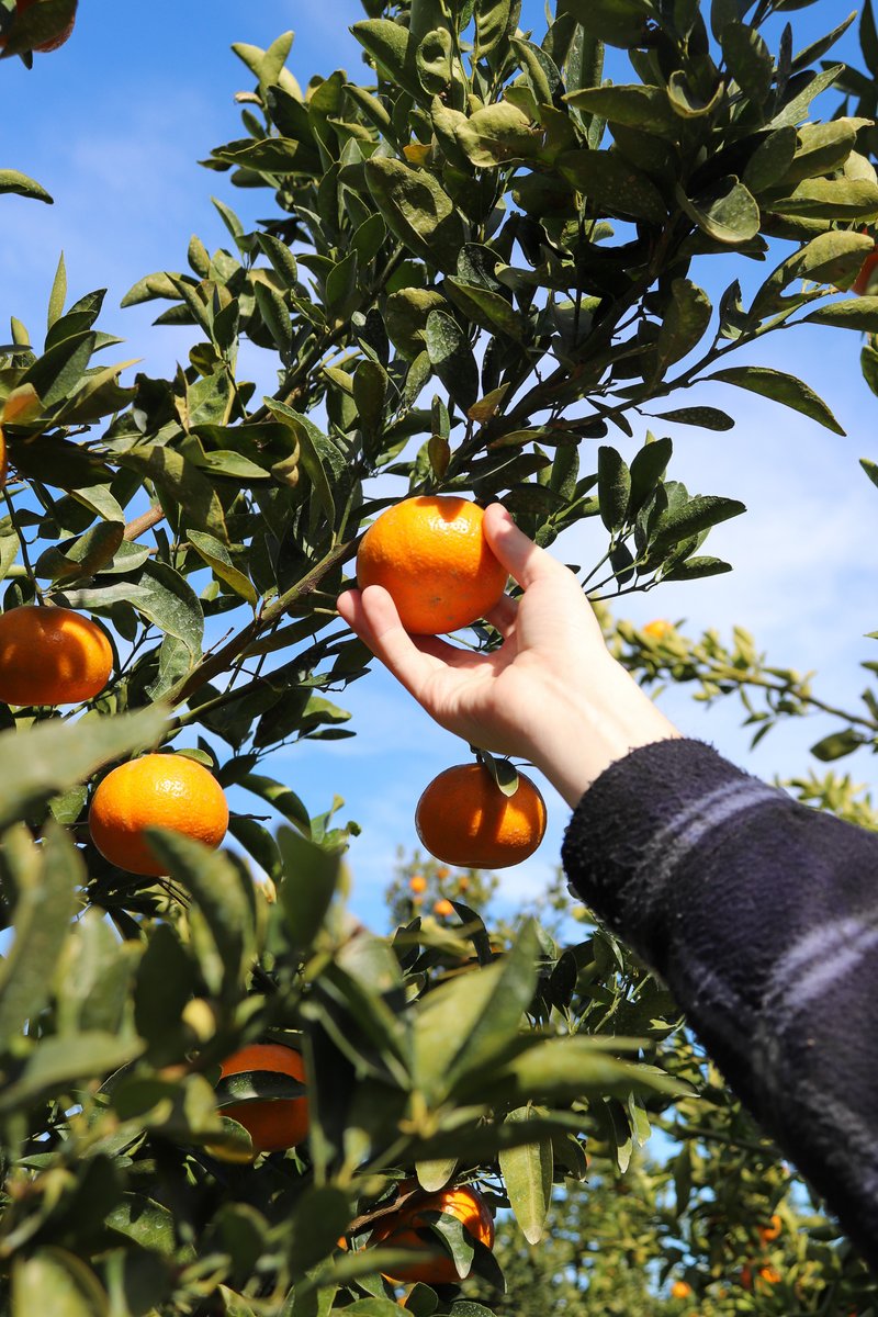 Ironbark Citrus tweet media