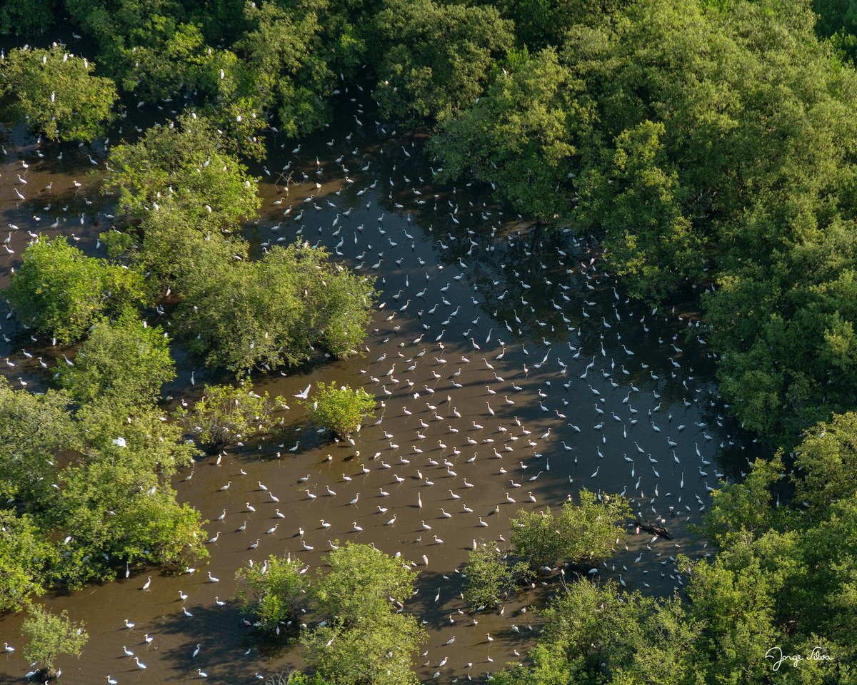 Social distance. Reserva de la Biosfera La Encrucijada. Chiapas Indómito!!. @LegadoVerde @FONCET_AC @TodoChiapas @NatGeo @DeniseMaerker @Conabio @SilvaRiveraJorg