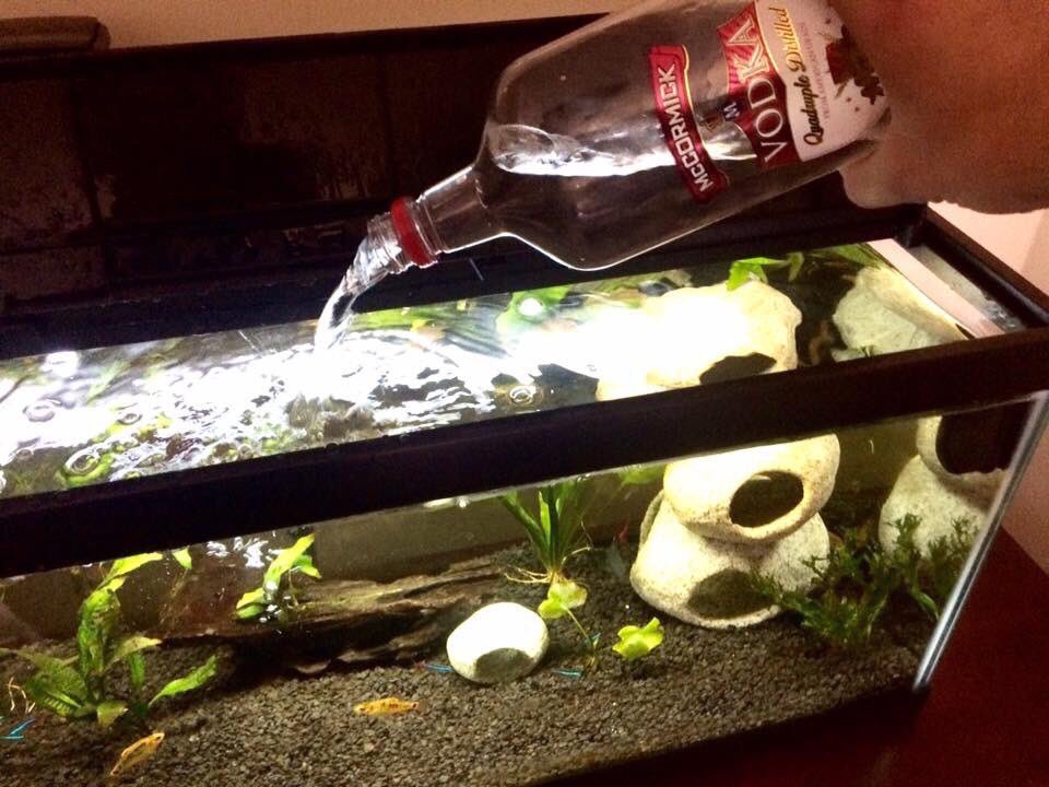 ogbrandondagawd's tweet photo. my fish just had a baby so we celebrating https://t.co/mYP4UxyMO9