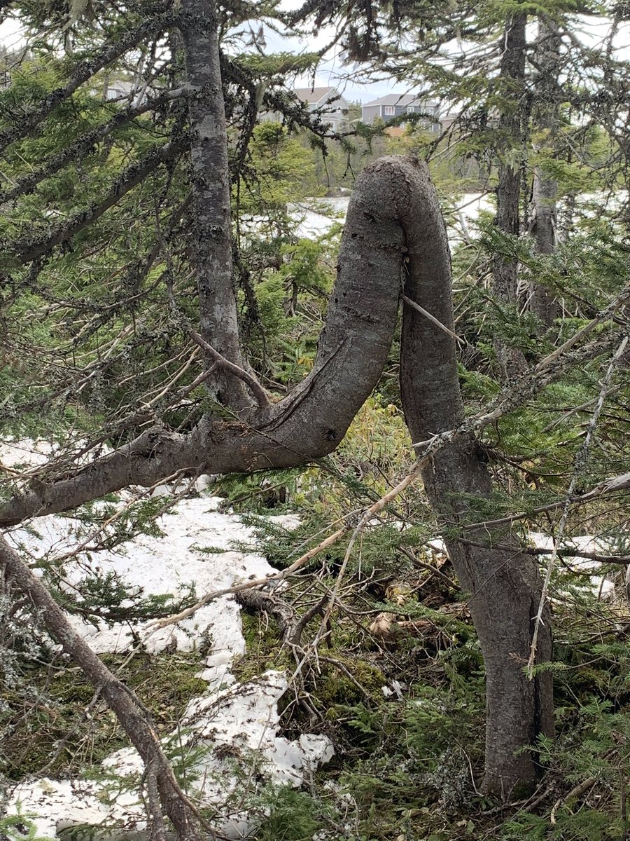 RustonRaymond's tweet image. Found some unique trees while hiking! Megan Ruston, Grade 7, Frank Roberts Jr. High #pesicnlstaysafe