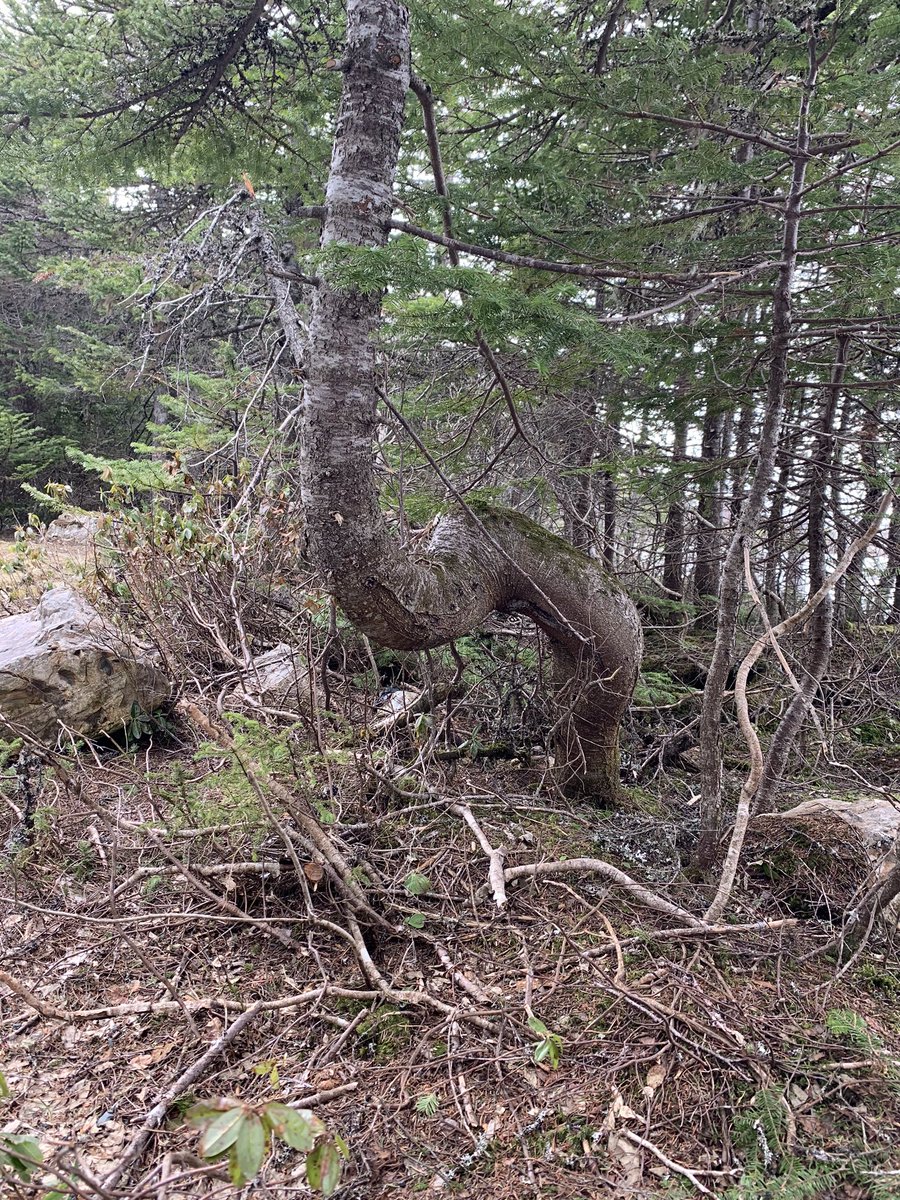 RustonRaymond's tweet image. Found some unique trees while hiking! Megan Ruston, Grade 7, Frank Roberts Jr. High #pesicnlstaysafe