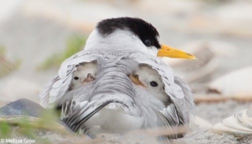 OurOcean's tweet photo. Momma bird knows best... 🐥

What did you see first in this photo: baby birds with their mom, or a stonefish? Reply and let us know! 👀

https://t.co/N1Yc279AGQ https://t.co/vSxMG11SH7