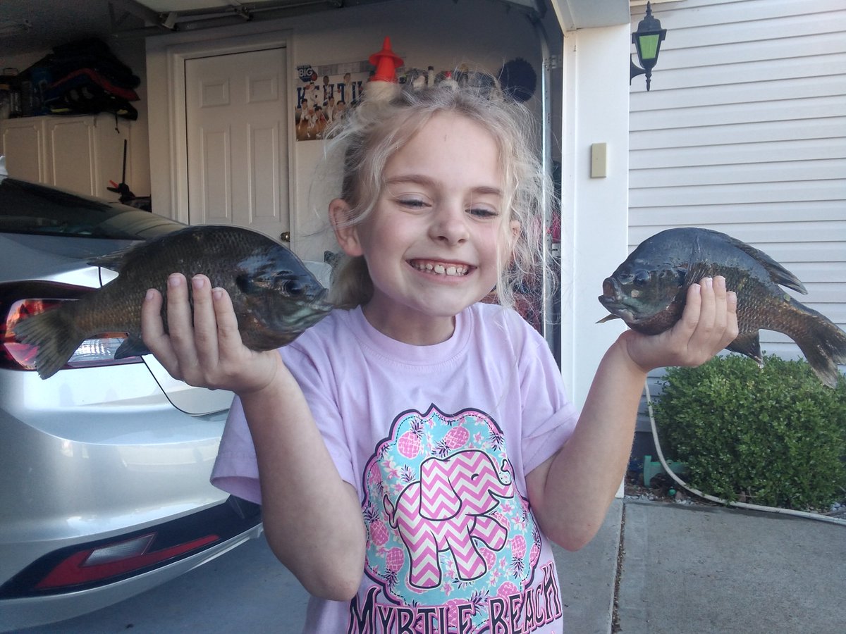 kyfisheriesc's tweet photo. The water is warming and that can only mean one thing.... #bluegill and #shellcrackers are moving shallow to spawn. Checkout a #KDFWR lake or your local pond. #Panfish are a great way to get new #anglers hooked, plus panfish taste good. #FishKY https://t.co/PhHWWtr33N