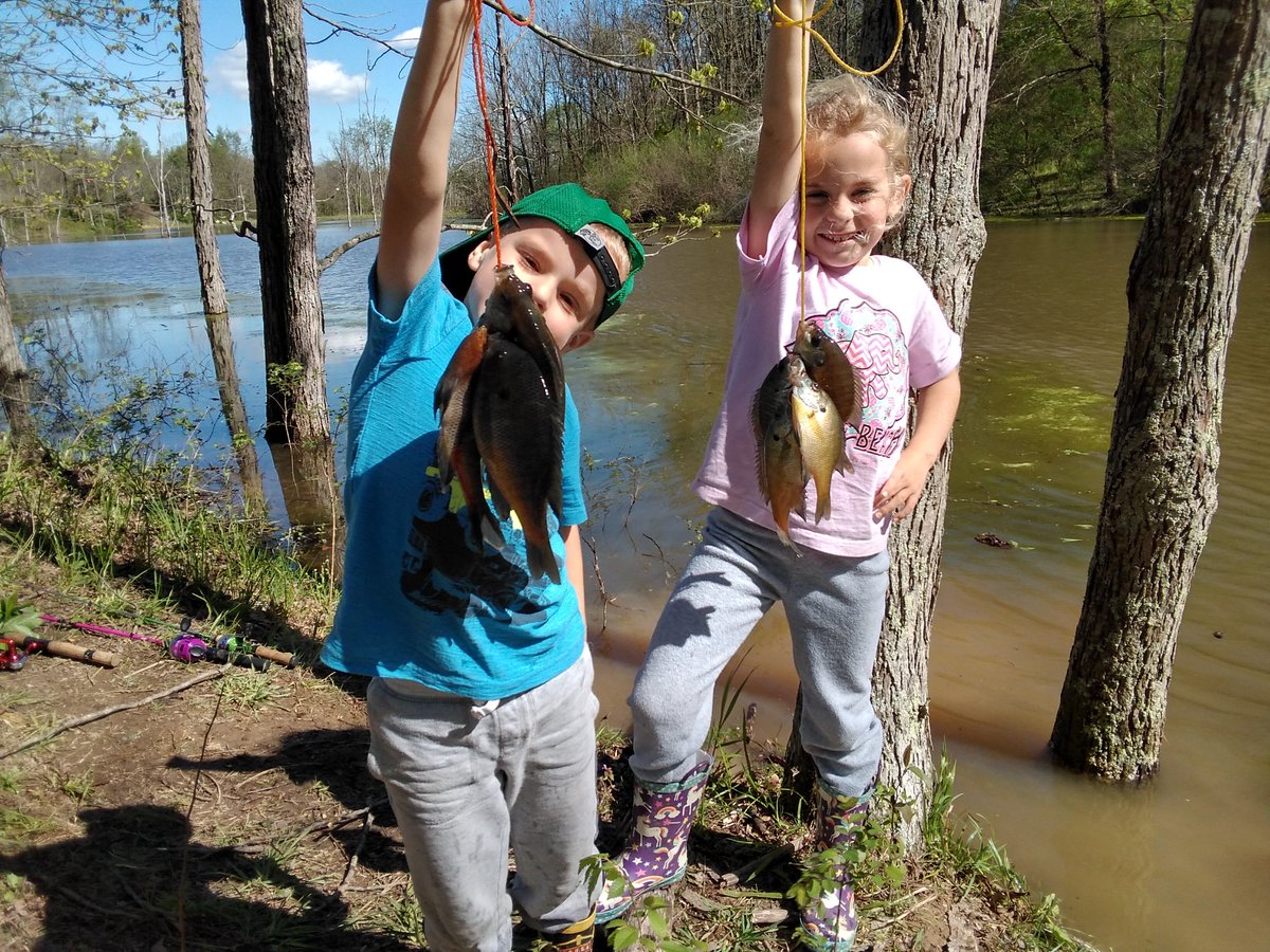 kyfisheriesc's tweet photo. The water is warming and that can only mean one thing.... #bluegill and #shellcrackers are moving shallow to spawn. Checkout a #KDFWR lake or your local pond. #Panfish are a great way to get new #anglers hooked, plus panfish taste good. #FishKY https://t.co/PhHWWtr33N