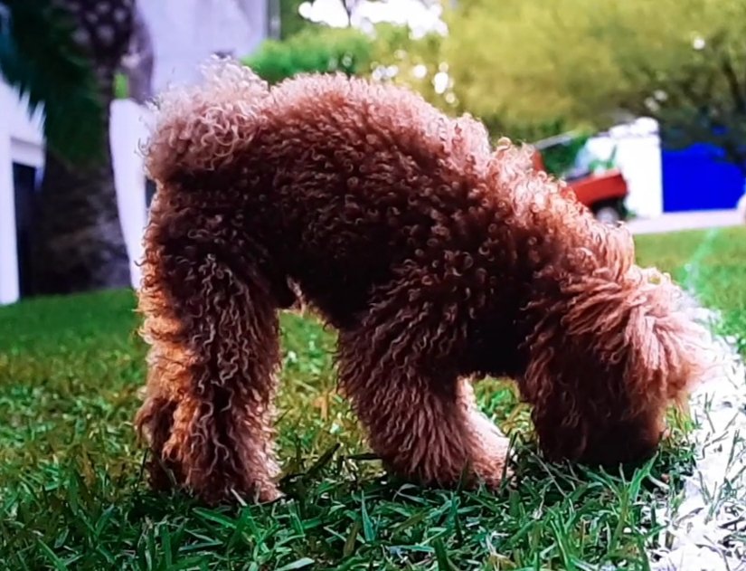 CreditThePet's tweet photo. White Lines (2020) does not credit Pancho.
#WhiteLines
#whitelinesseries https://t.co/6QLsTFLdy7
