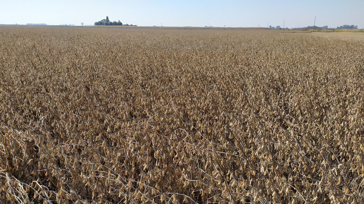 JoseLuisTedesco's tweet photo. Resultado de un manejo integrado de malezas en esquemas de #IntensificaciónProductivaSustentable

#CultivosDeCosecha + #CultivosDeServicios 

#DoblesCultivos

#AgriculturaSiempreVerde https://t.co/pzcLwO2PlR