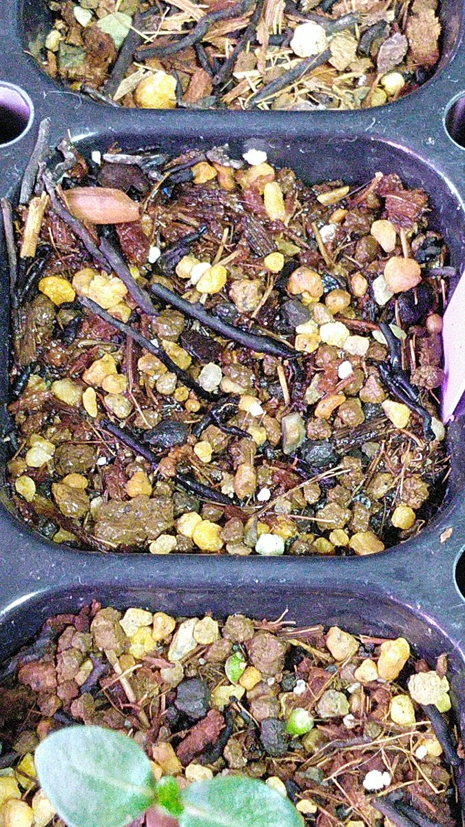 友成星司 白花恵比寿笑いです 種まきから4日目 発芽促進剤を使ったわりに発芽するまでがやや遅めで出揃いも悪いです ちょっとした休眠が深い状態か Pachypodium Brevicaule Ssp Leucoxanthum パキポディウム 塊根植物 T Co S9beucfpbd