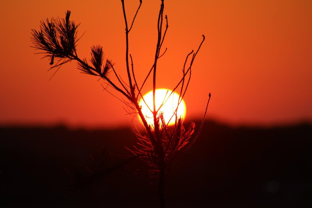 This is #mylifeinpictures Day 1/7. Rules: No people, no comments. I was challenged by <a href="/truesen/">Tom Rüsen</a> . I Challenge <a href="/maalaoui/">Maalaoui Mohsen</a> . Stay safe!