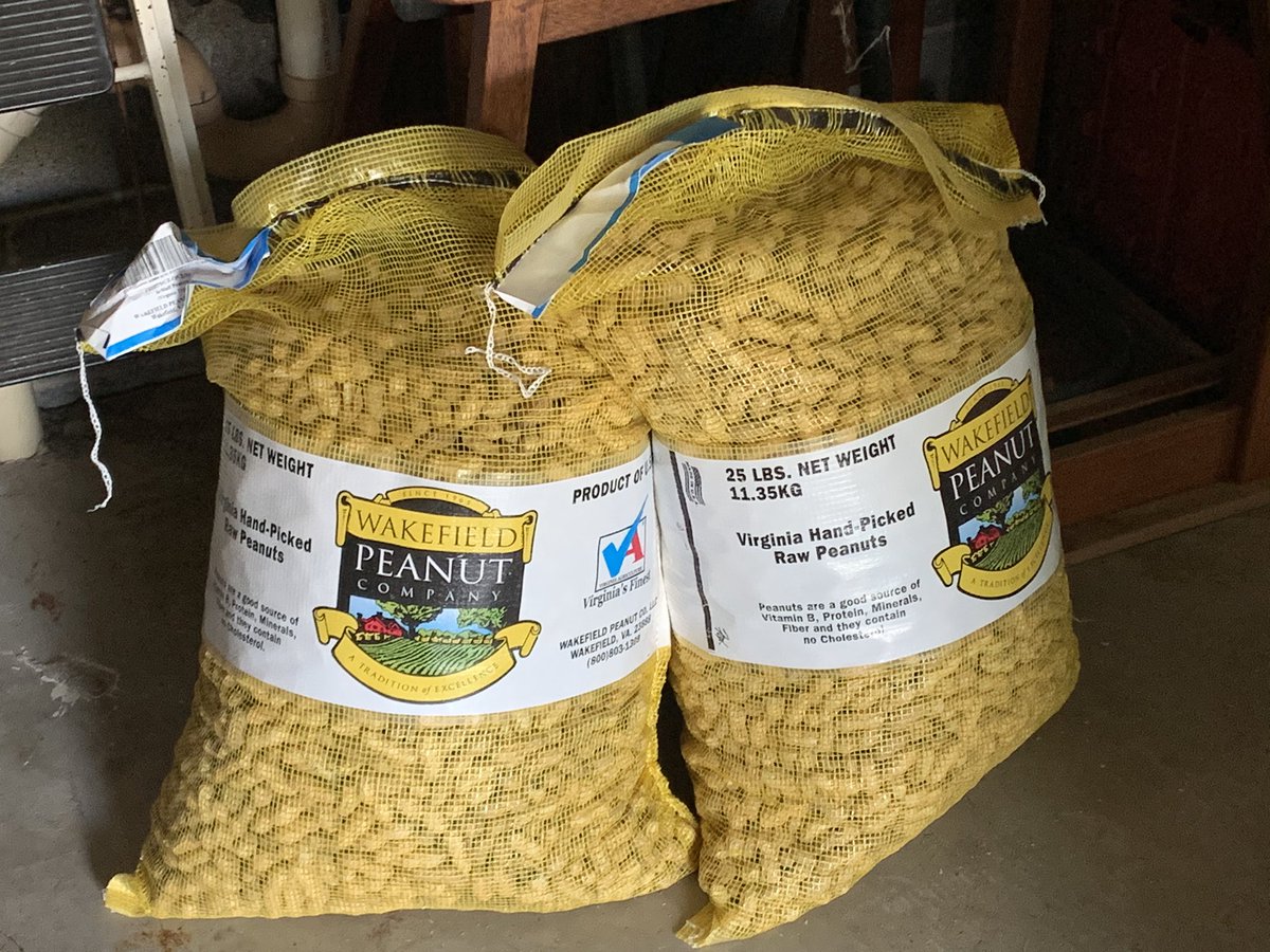 PassionFruit62's tweet photo. I can’t believe I used to buy peanuts for the squirrels in 7 pound bags.  A futile effort on my part. 🤣🤣

#squirrel #backyardreport #wildlifefrommywindow https://t.co/IJoI7su47J
