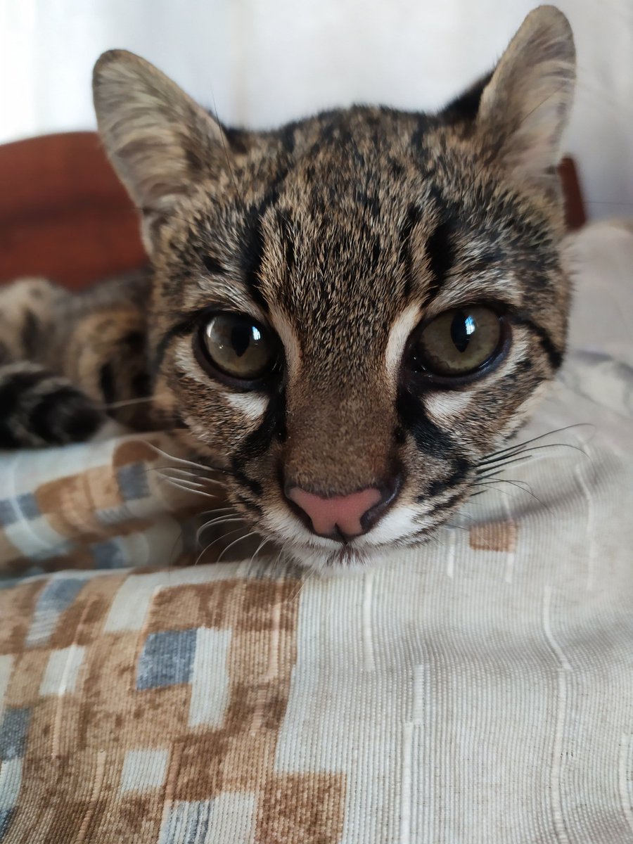 GuilleAlbarrac's tweet photo. Acá también la quería presumir 😻😻 https://t.co/lEpTOfHimX