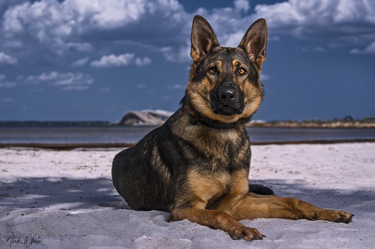 NickWhiteK9's tweet photo. “RT” if you love this outdoor portrait of “Max” I did this afternoon! https://t.co/0j56YyiHxO