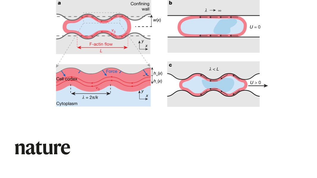 NaturePortfolio's tweet photo. Reporting their findings in Nature, researchers show that cells can be completely autonomous in their locomotive behaviour, migrating at high speed even in the absence of any adhesive forces. https://t.co/m5PsOJajB2 https://t.co/F0jeWO0L9C