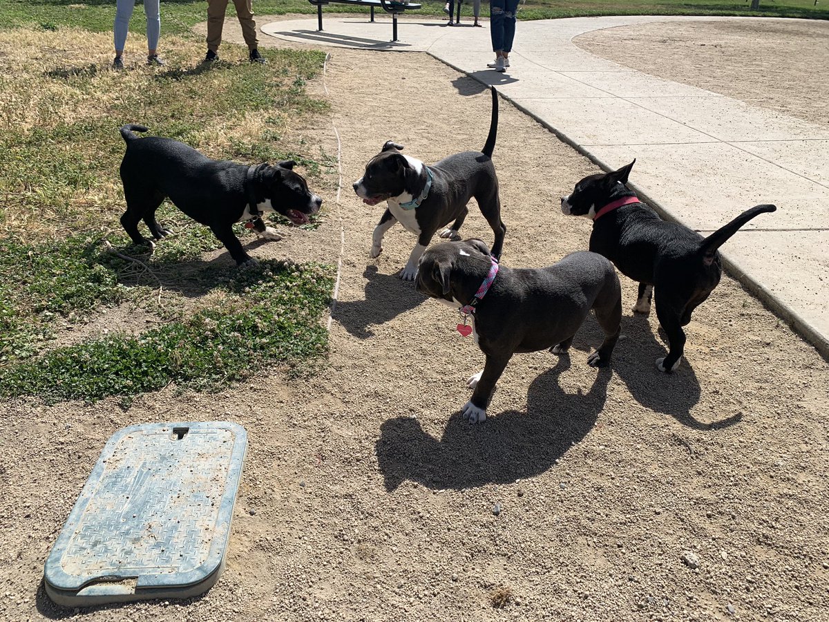 SacramentoSPCA's tweet photo. The #BullyBunch pups reunited today for a fun morning of romping and mud wrestling!
We so happy to see these kids thriving with their wonderful new families!
❤️❤️❤️ https://t.co/DPia0f4VlP