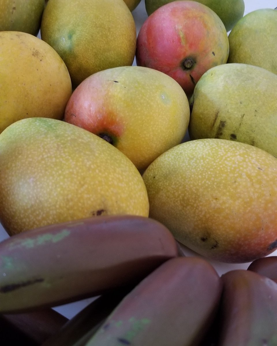 And now we're adding Red Jamaican bananas to our tropical melange #SoFlo #MangoGoddess