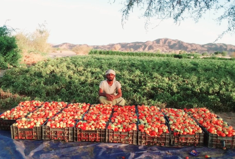 لأول مرة في حياته المهنية, أدرك المزارع محسن فريد من نصاب #شبوة قفزة نوعية في الانتاجية والجودة بعد اكتسابه معارف زراعية حديثة ومعدات #التكنولوجيا_في_الزراعة عبر مشروعنا #SAPREP نجح بها في حصاد ٣٥ سلة طماطم ٨٤٠كجم. #اليمن
#اليمن_بلاد_الخيرات
بدعم <a href="/AlbankAldawli/">مجموعة البنك الدولي</a>
عبر
#FAO