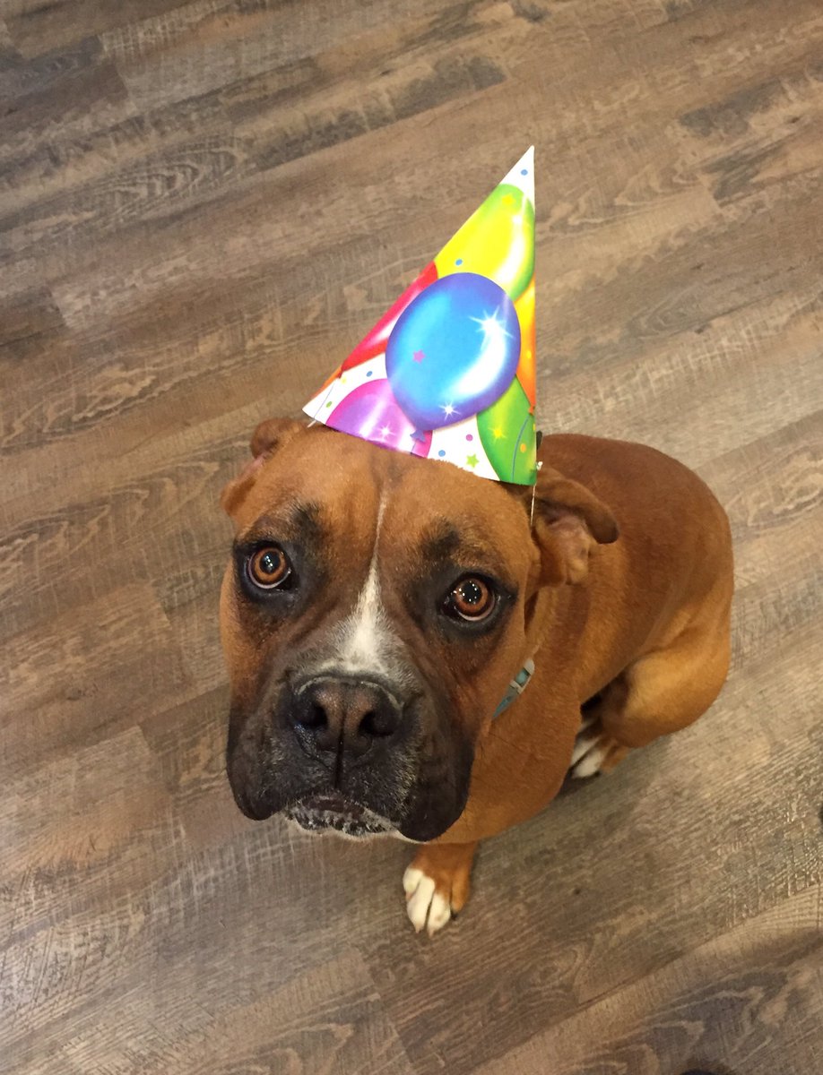 umpire12bcl's tweet photo. Today my BFF turns 2yrs old!!! #dogslife https://t.co/MjXnqkHnH8