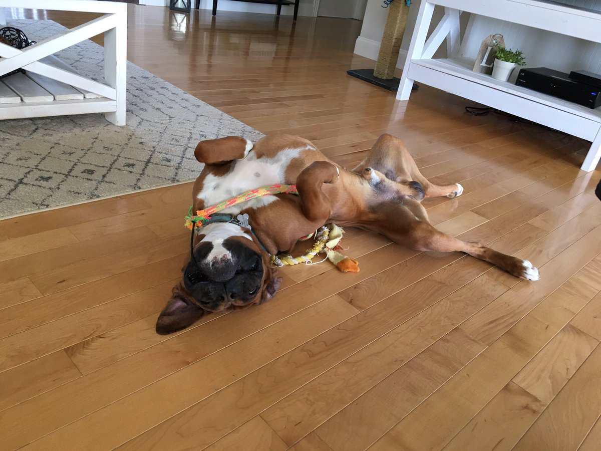 umpire12bcl's tweet photo. Today my BFF turns 2yrs old!!! #dogslife https://t.co/MjXnqkHnH8