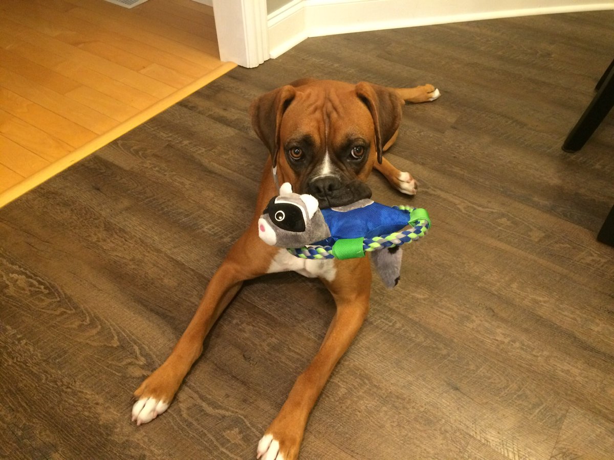 umpire12bcl's tweet photo. Today my BFF turns 2yrs old!!! #dogslife https://t.co/MjXnqkHnH8