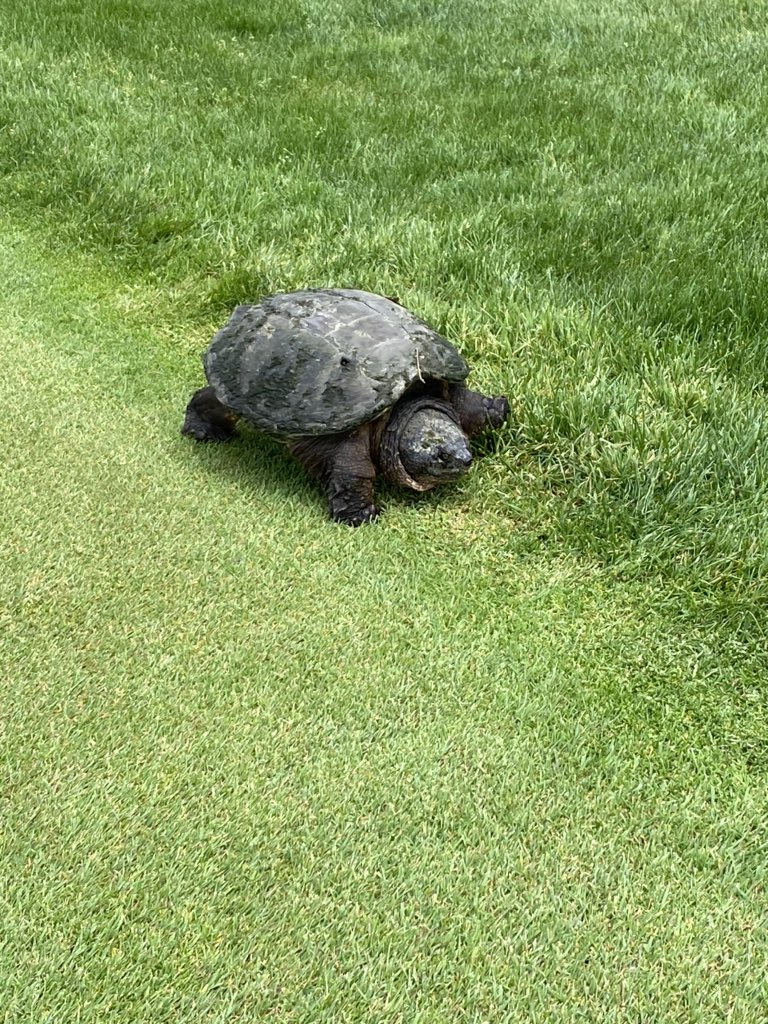 bnasty_55's tweet photo. @Robert_Chaddock @jacobrumfola @DrewChaddock1 

Miss you dogs.  Got to spike it with @Zach_Chaddock16 today and delete some ML’s.  Saw this guy too. https://t.co/FDWDbhDUmh