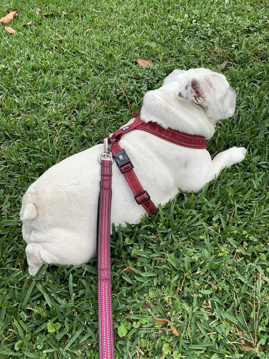 McDougallMartha's tweet photo. A little outdoor time. Looks like it’s about to rain again. I’m sure that Prince is ready for another walk! Some small children were visiting next door and Lil Dot was barking so we came back in! 😆❤️🐕🐾#englishbulldog #Diva #divadot #dotpower #SaturdayVibes https://t.co/8kG2oEVEov