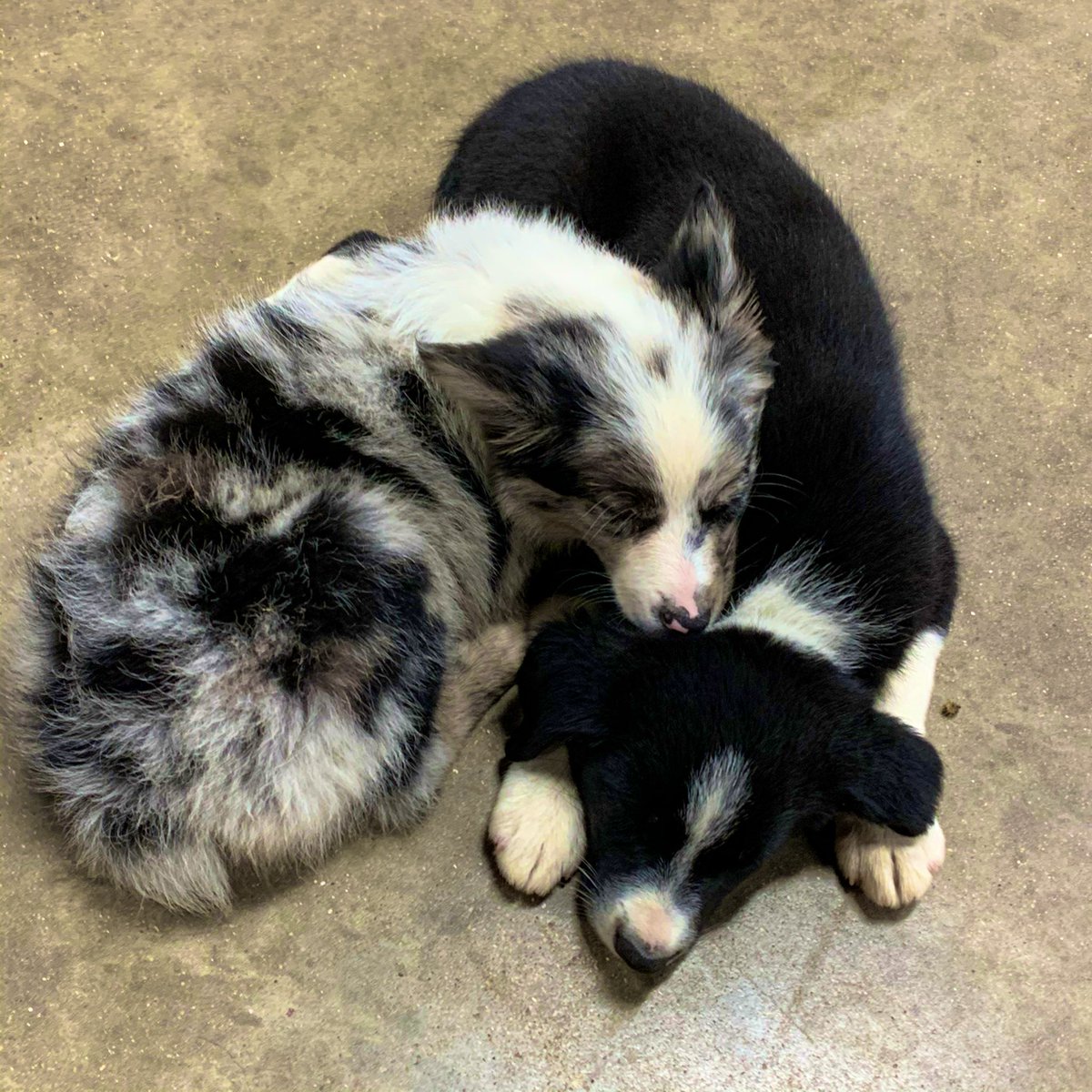 HeyCoachTerrell's tweet photo. This is what happens when you spend your Saturday ranch sorting! Tuckered out the pups, but Jake and Maggie learned a lot! We had a great time! @CDaughe92007996 #rsnc #ranchsorting #BFF https://t.co/dmFzUfooQE