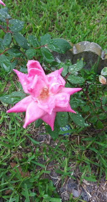 I'm so proud of my rose! #beautiful #ROSE #pink #prettylittlething #wetrose #sfw https://t.co/6wc4Wp<a href="/tag/beautiful"class="tags">#beautiful</a><a href="/tag/rose"class="tags">#ROSE</a><a href="/tag/pink"class="tags">#pink</a><a href="/tag/sfw"class="tags"><span>#sfw</span></a><a href="/tag/prettylittlething"class="tags"><span>#prettylittlething</span></a><a href="/tag/wetrose"class="tags"><span>#wetrose</span></a>