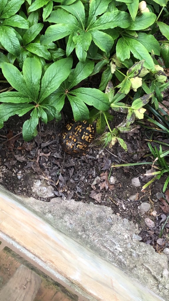 pdrumm's tweet image. Remember that one time we found a turtle shell and realized there was still a turtle in it three hours later? #itsnotdead #turtleturtleturtle #neaturewalk