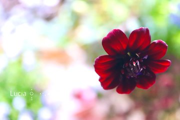 チョコレートコスモスの切り花 色も香りもまるでチョコレート シックな雰囲気でバレンタインにも人気 花みっけ