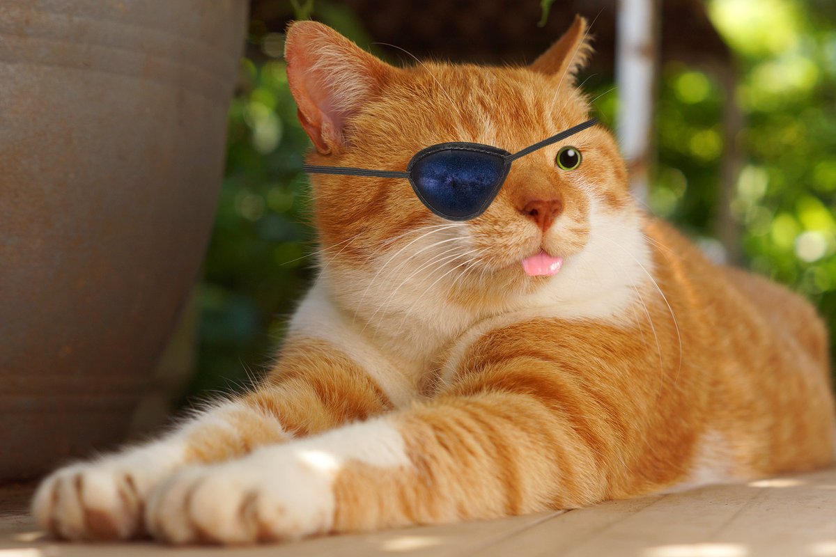 DrapauB's tweet photo. Space cat will show us the way... if we pay him his due #pay #cat #space #thiscatisdangerous https://t.co/kfzJAMakJl