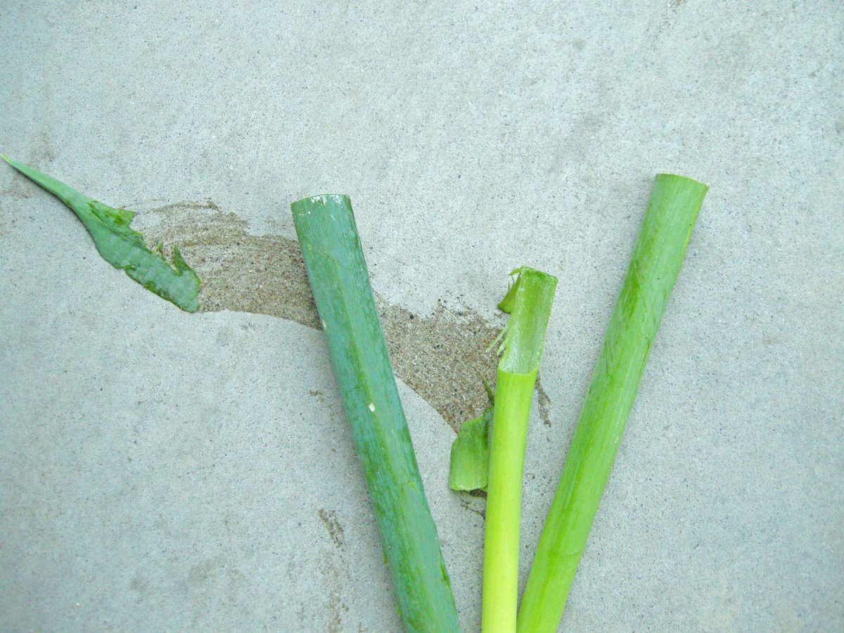 バナナの皮ですべる はよくある場面だけど その100倍すべる野菜がこれです 納得の声続々 実際の被害報告も Togetter