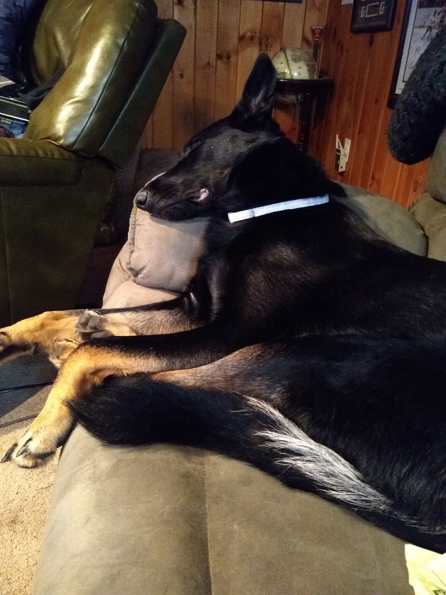 GretaLovesGeese's tweet photo. This is my little sister Rosie, trying to nap like me, the #OG! Who did it better? https://t.co/fkywft0gpz