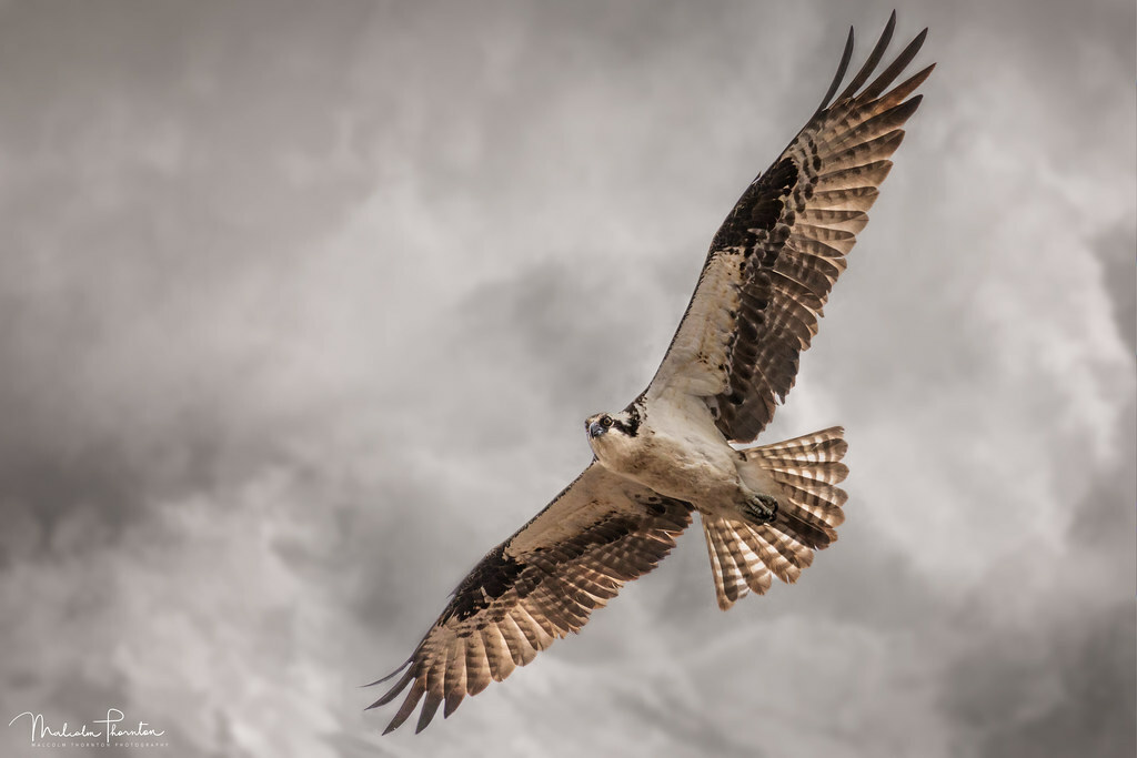 MalcolmPhoto's tweet photo. New photo from Malcolm Thornton Photography: Osprey In Flight - #photography #nature #travel #wildlife #landscape #nationalgeographic #natgeo #animals #malcolmthorntonphotography #malcolmthornton https://t.co/gtvQKM7x7Q https://t.co/uJvltSoWjM