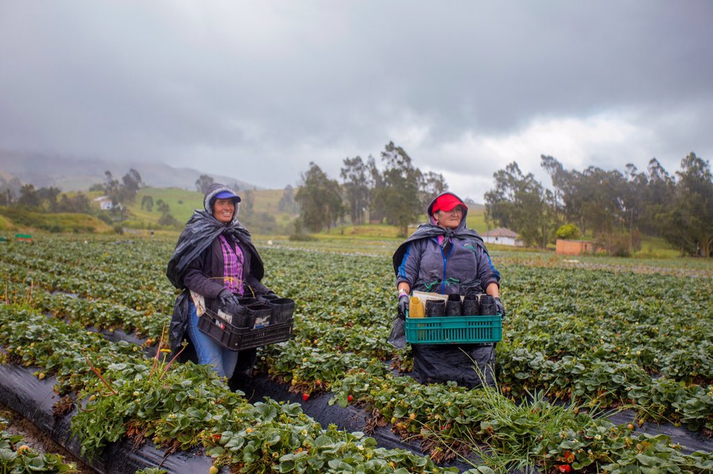 felipeff's tweet photo. 📌 El sector Agropecuario, Silvícola y Pesquero, creció 6,8% en el primer trimestre del año.
Actividad económica con mejor comportamiento respecto al mismo periodo de 2019. 
El valor agregado del sector alcanzó los $19.9 billones #LeCumplimosAlCampo @MinAgricultura @DANE_Colombia https://t.co/GG4UiGd8GI