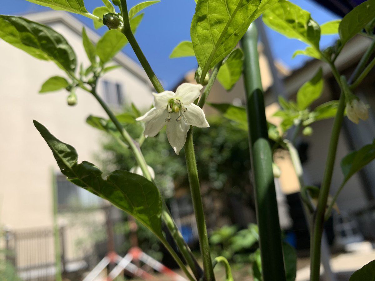 おもち もっちもっち さくらもち 家庭菜園 ししとう なってる