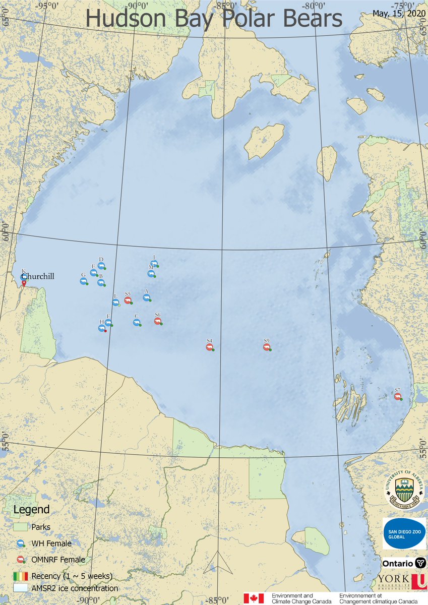 AEDerocher's tweet photo. W. Hudson Bay #polarbears moving closer to shore &amp; clumped on western side (except bear far to SE). One bear is just off Churchill. Fairly typical pattern but a bit more concentrated this year. Break-up is moving along quickly now. https://t.co/jmlGnYdc97