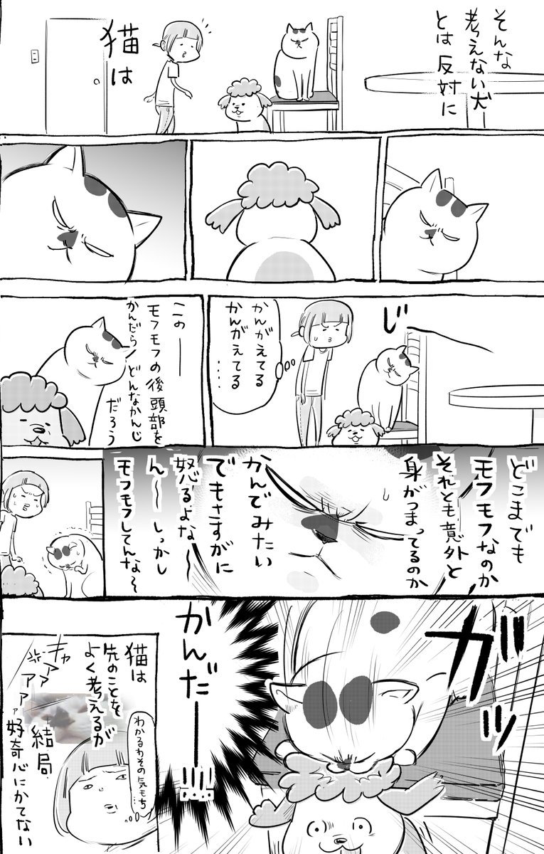 犬と猫どっちも飼ってると、慎重だったりあさはかだったりで毎日たのしい。 