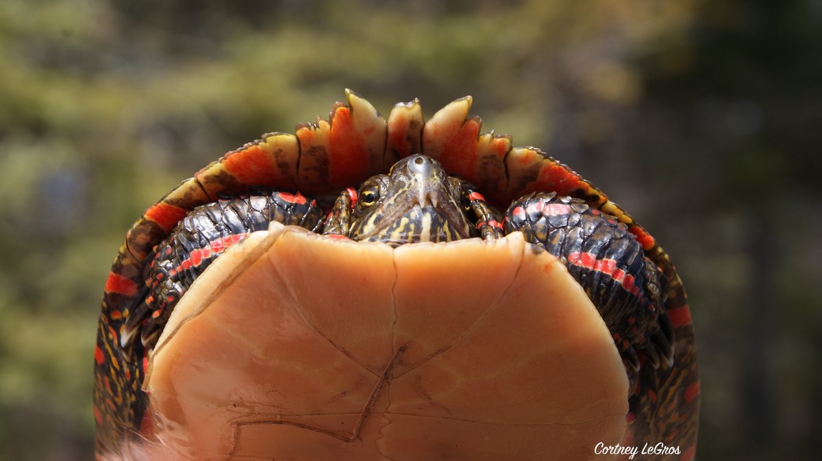AlgonquinWRS's tweet photo. A little #sciencepoetry meets #herpetology over on the @canuck_herps blog: Sexual weaponry and behaviour of the Painted Turtle!
https://t.co/L3e0nKYQU1
#PaintedTurtle #Tomiodont https://t.co/K1tOl4PSxn