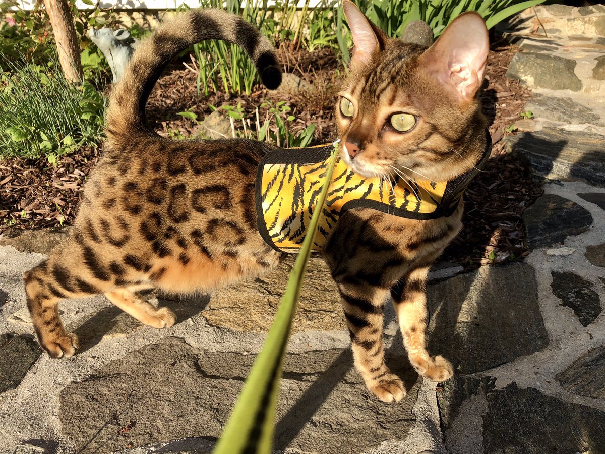 FlokiTheBengal's tweet photo. Happy #Caturday! Time to enjoy the weather and a nice walk! #bengalcat #bengalcatworld #bengalcatsclub #bengals #catsofinstagram #bengalsofinstagram https://t.co/v4REeCFtdC