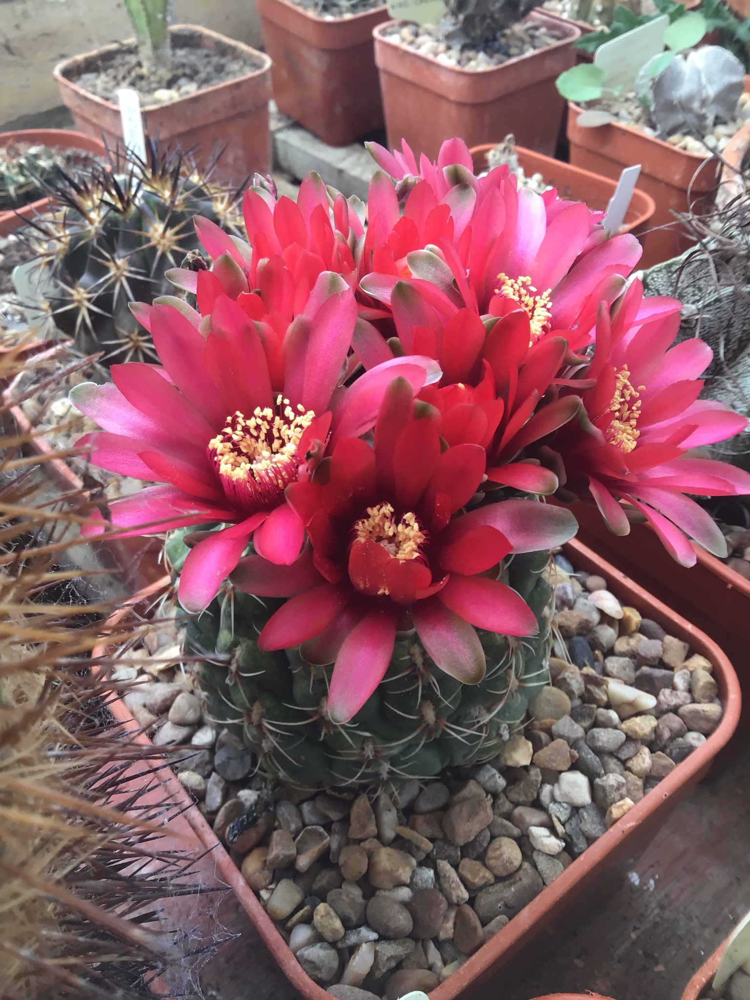 British Cactus and Succulent Society on Twitter "Well she did it! Gymnocalyciumbaldianum