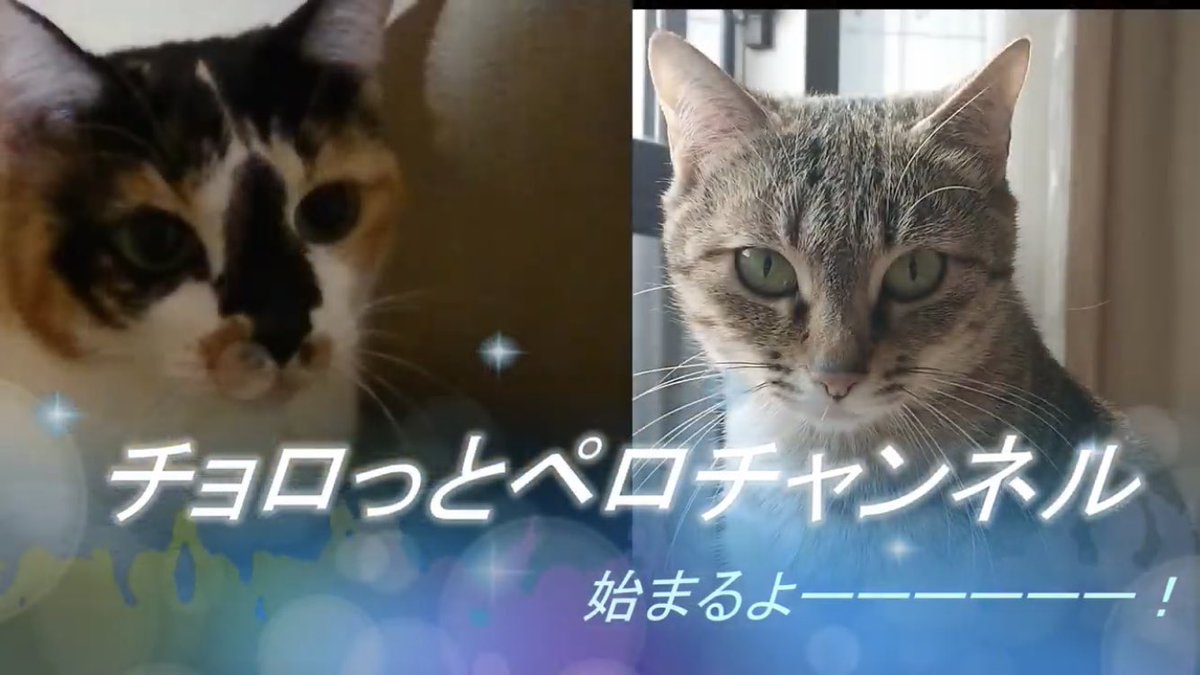 動画 猫 しゃべる