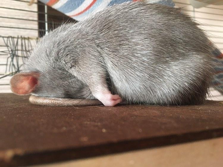 Shh, keep it down. Diddy is concentrating. It's very important that he gets his afternoon nap so he can have maximum energy for eating snacks tonight 🐀🍪
(IG: zuzannapatela)