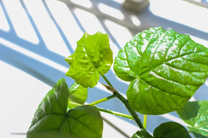 フィカス ウンベラータの 曲げ木 とは 基本の育て方6つのコツ Gardeniwa