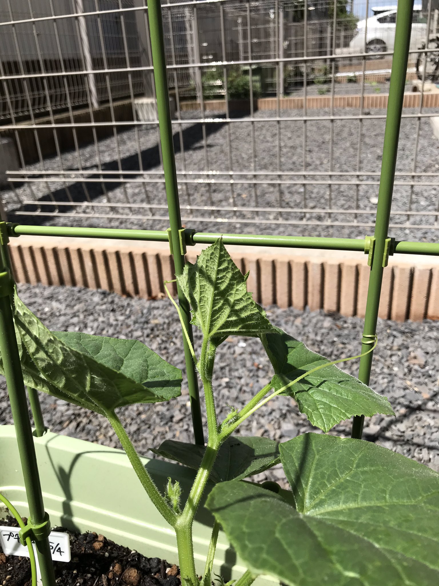 ふな 家庭菜園はじめました 家庭菜園14日目 プランター用ミニキュウリたちに 専用支柱 格子状のやつ を設置 早速ツルが巻きつきだしたか にしても 100円ショップに色々売ってるんですね ビックリ 家庭菜園 家庭菜園初心者 賃貸アパートで