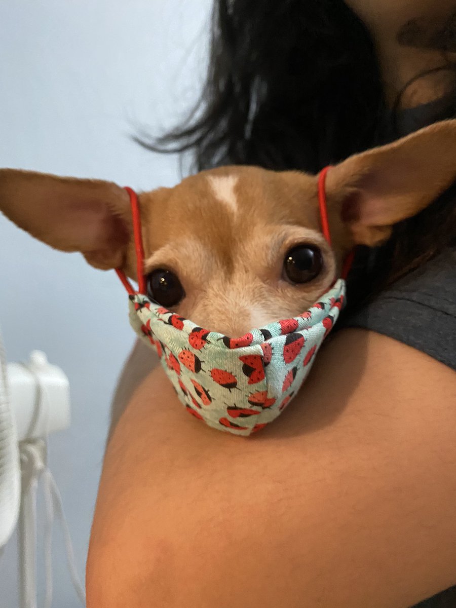 kuwabigaill's tweet image. My mom made my dog a mask 🥺💀