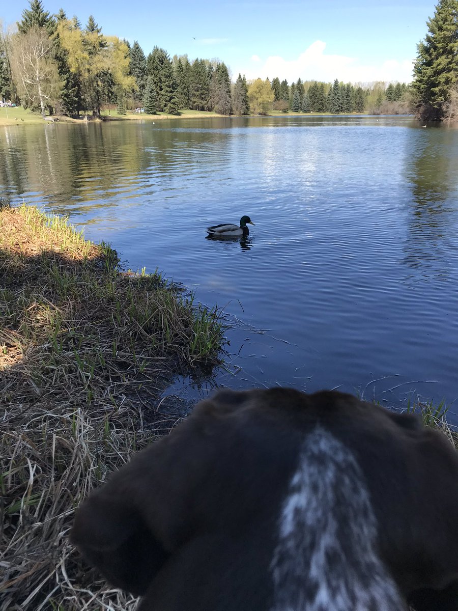 Bill1Saunders's tweet photo. Tilly keeping a close eye on a duck and enjoying Edmonton’s river valley! #YEG #dogsoftwitter https://t.co/BsCBW8vv5D