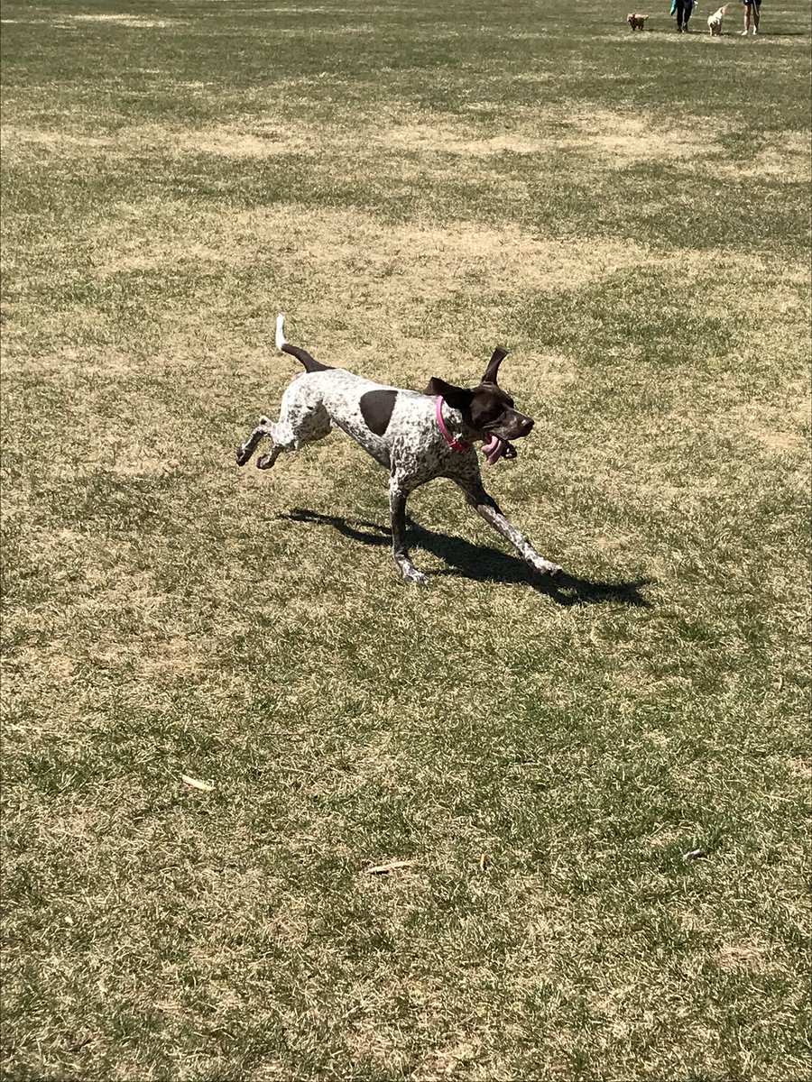 Bill1Saunders's tweet photo. Tilly keeping a close eye on a duck and enjoying Edmonton’s river valley! #YEG #dogsoftwitter https://t.co/BsCBW8vv5D