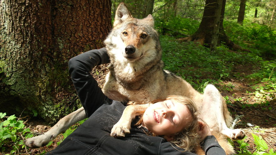 ClaudeYan4's tweet photo. If you want to help with wolf conservation, there are always opportunities to volunteer at your local wolf conservation center! Even though many cities are still locked down, there is always work to be done, like writing grants and spreading the word #animaladvo #39canimals https://t.co/ERc5SmcHjI