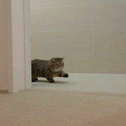 imNotAKittie's tweet photo. Rafael Barba walking into court #barbaCat #strutting #smol #fierceASF https://t.co/HndmF69r1F